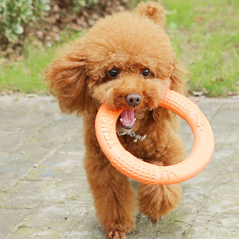 Anneau d'entraînement pour chi - Interactive Squeaky Plush Dog Toy avis et prix
