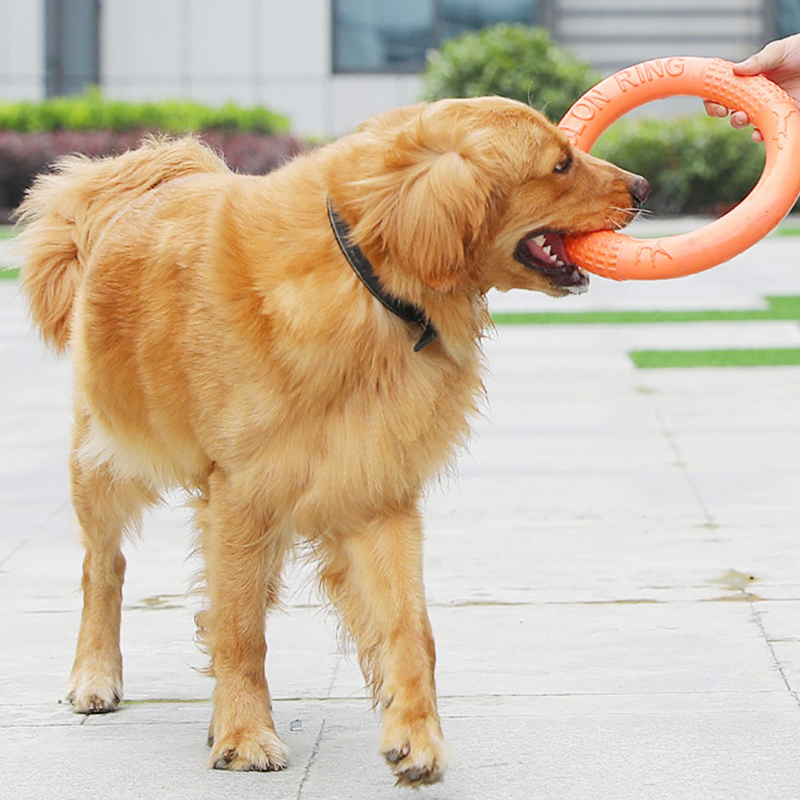 Anneau d'entraînement pour chi - Interactive Squeaky Plush Dog Toy avis et prix